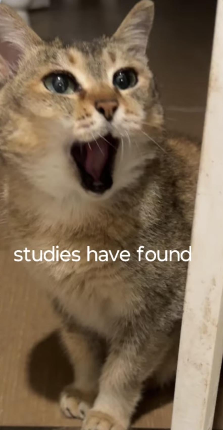 Studies have found.jpeg