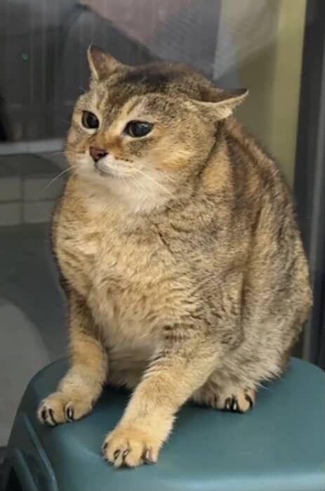 chonkytole.jpeg