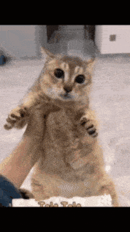 toletole-cat.gif